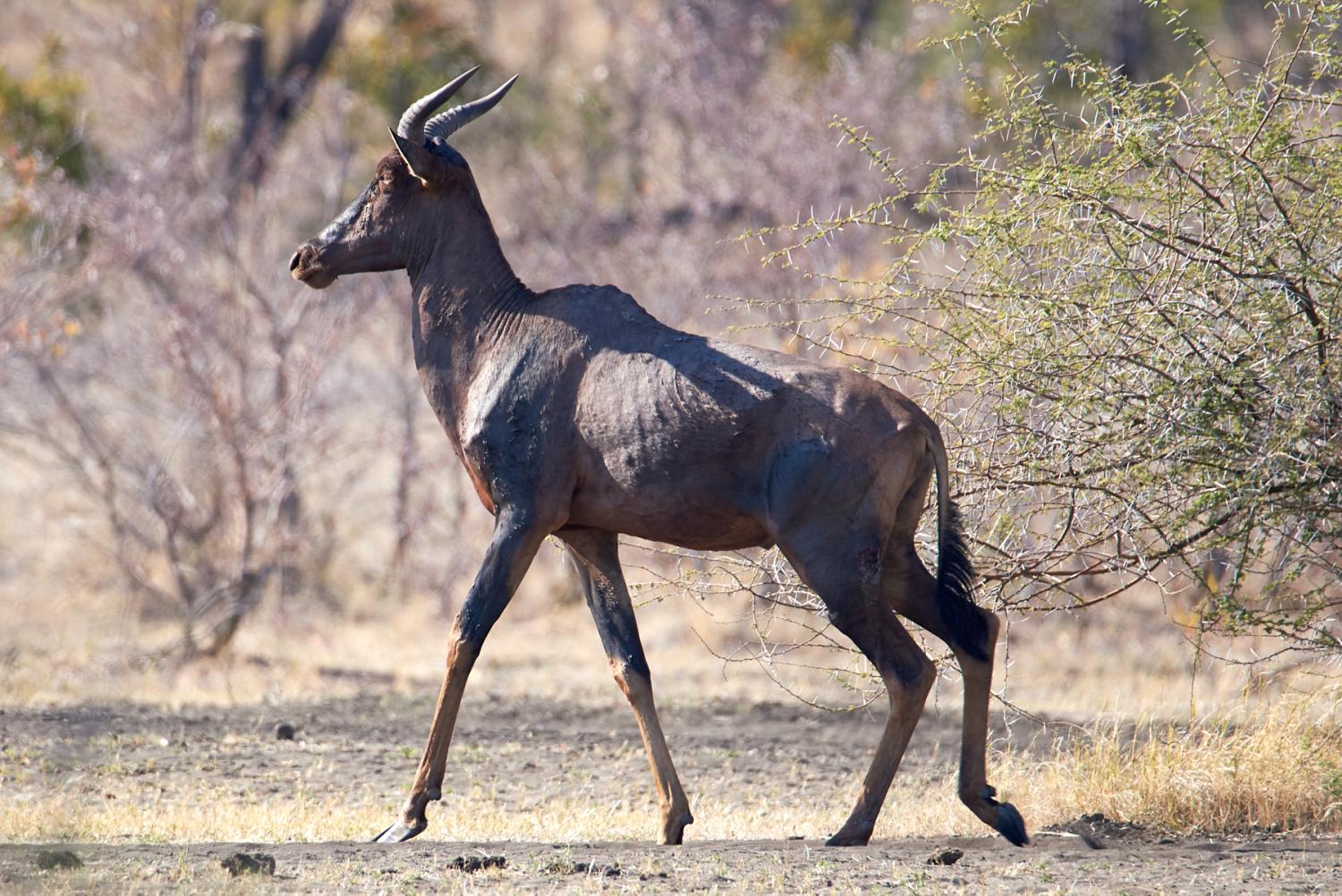 Tsessebe Travel Photography