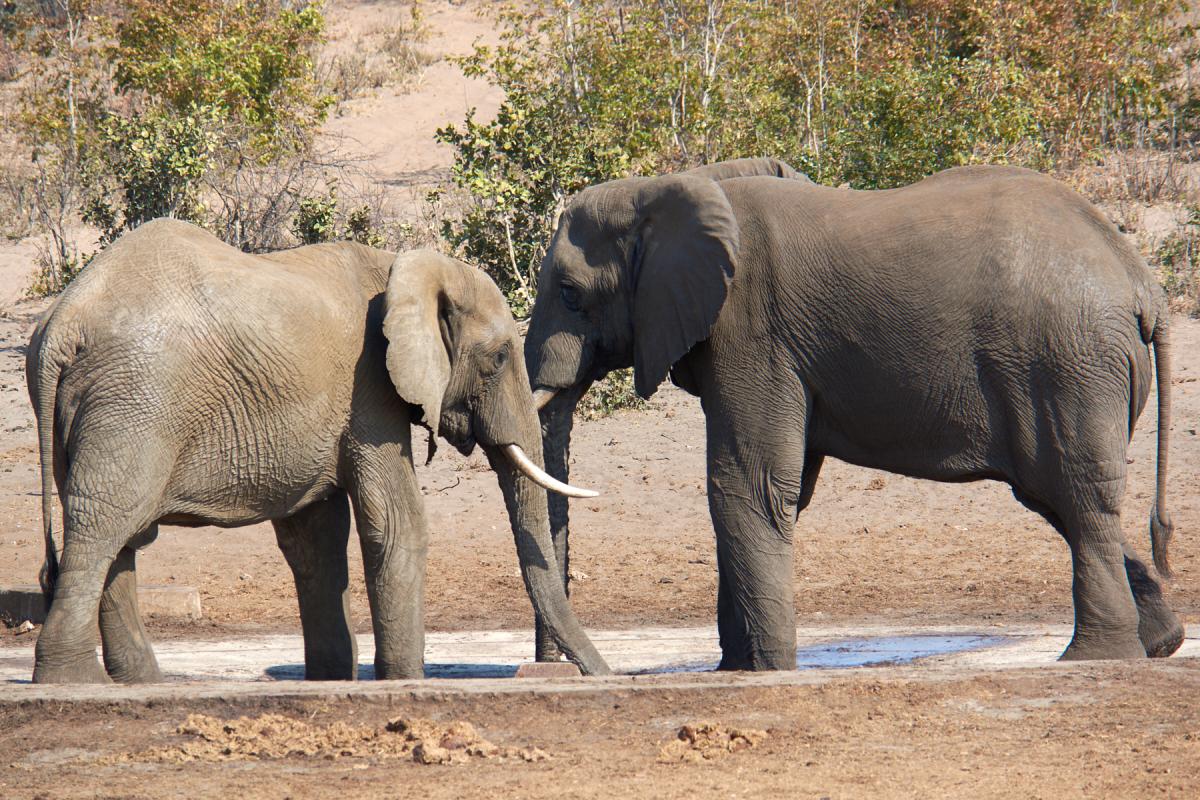 African elephant