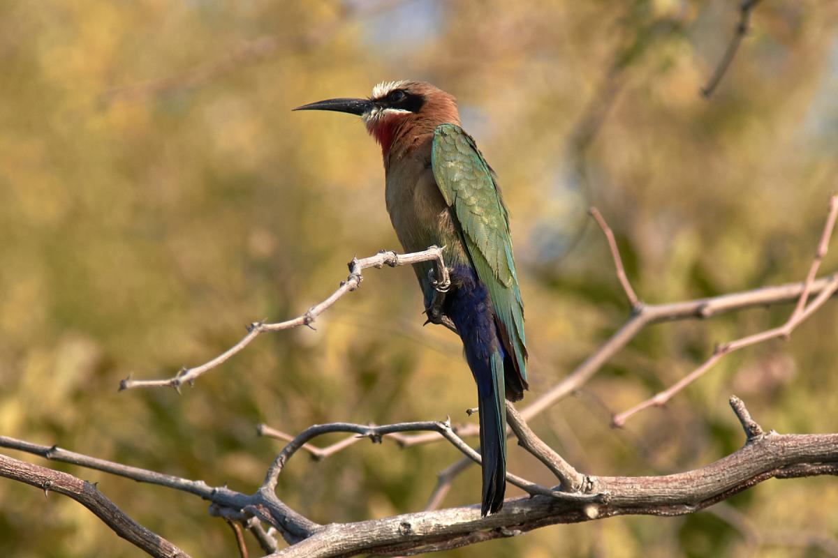 Bee-Eater