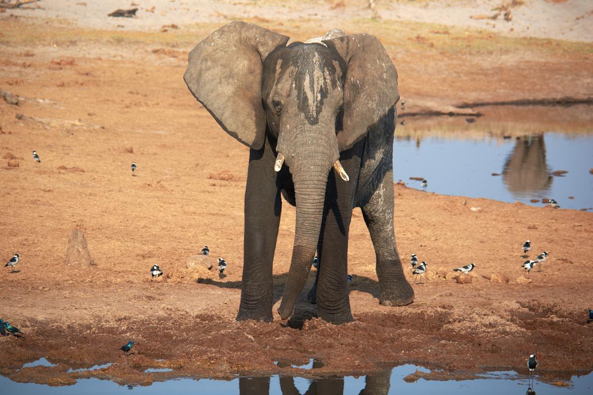 African elephant