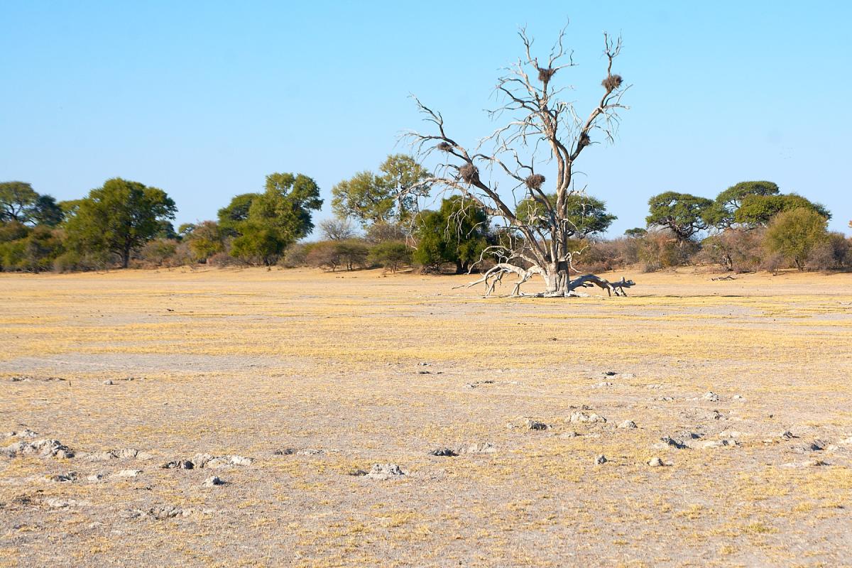 Baobab Planet