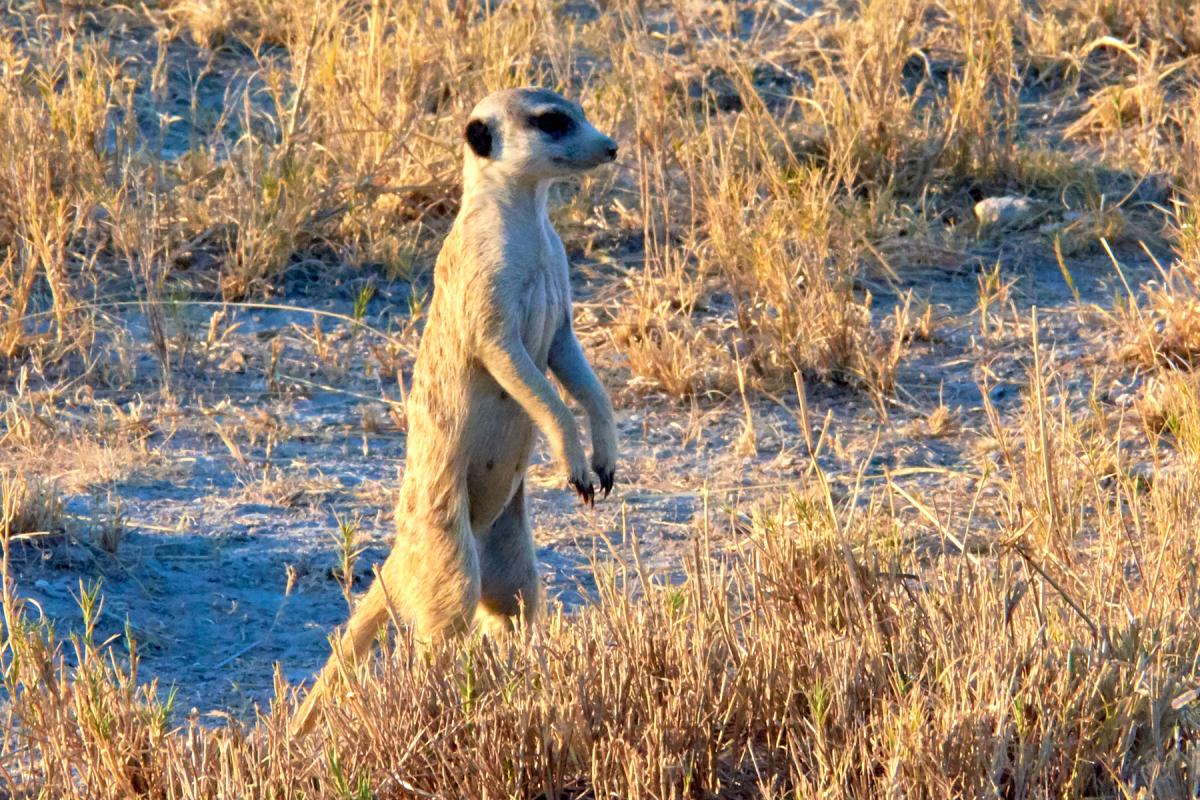 Suricate