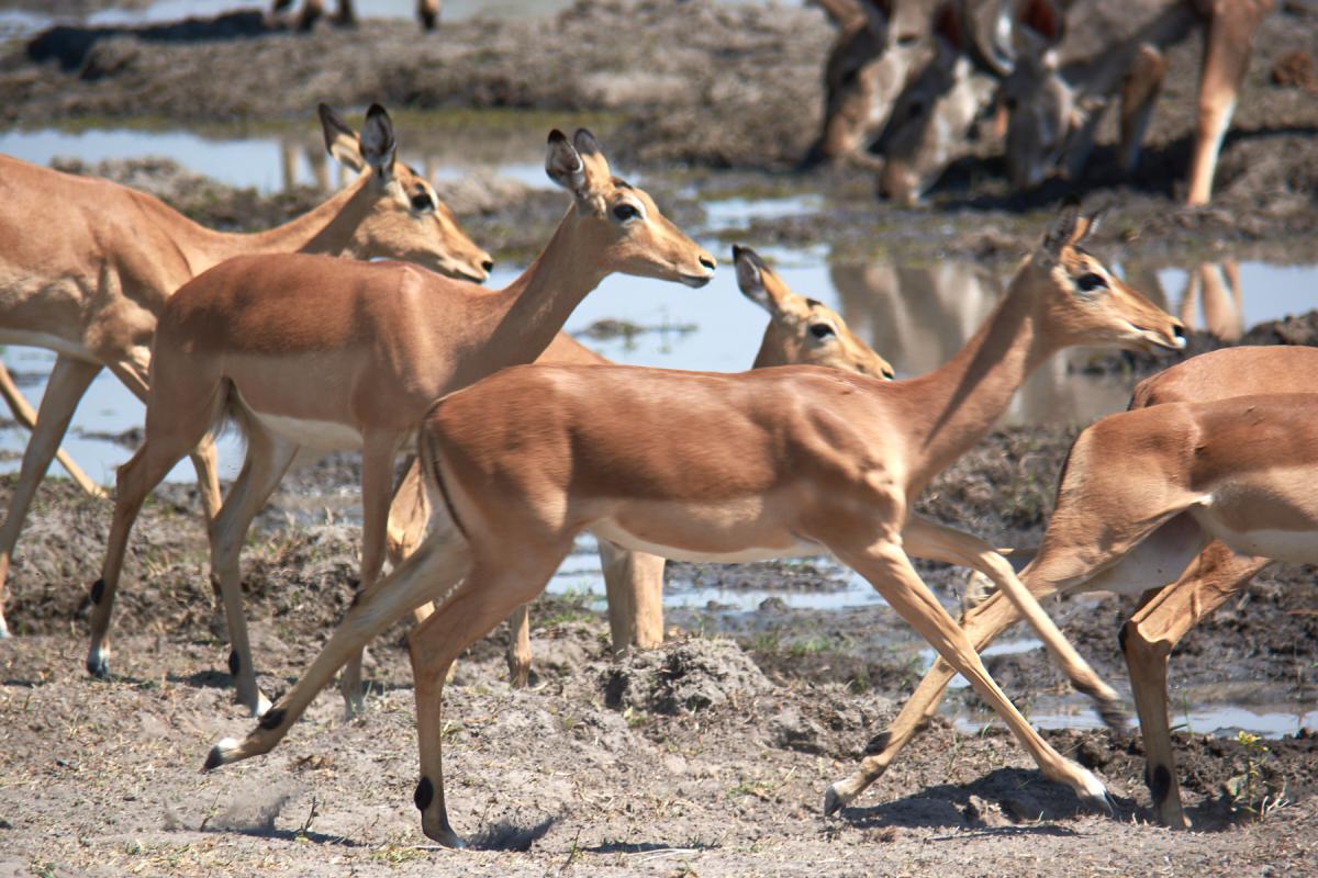 Impala