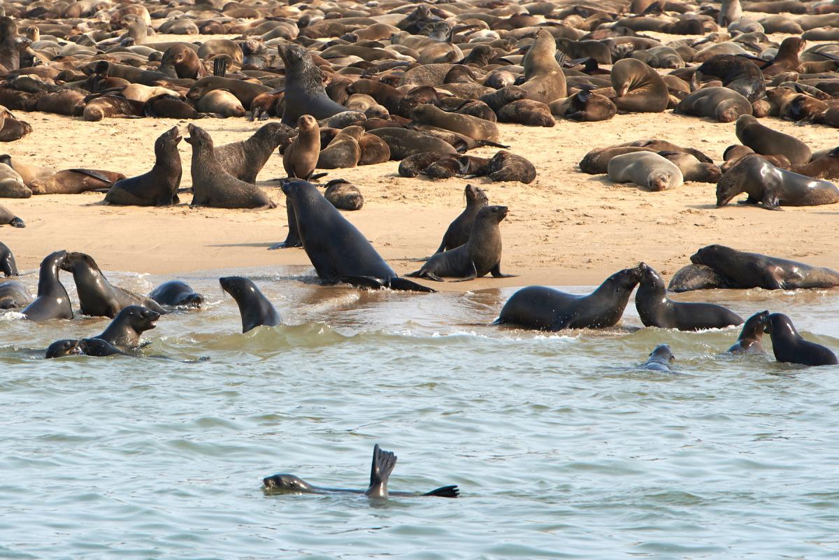 Sea lions