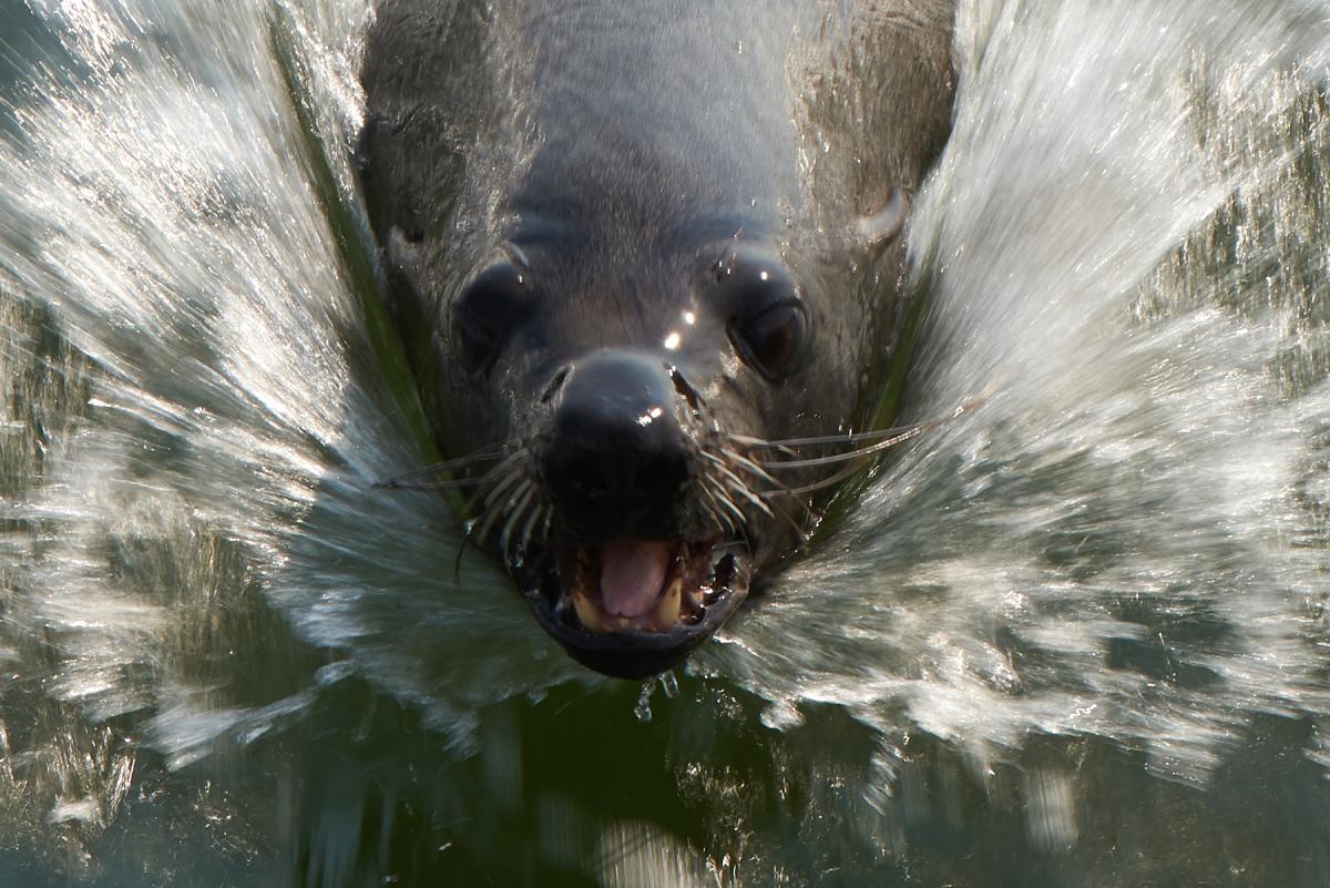 Sea lions