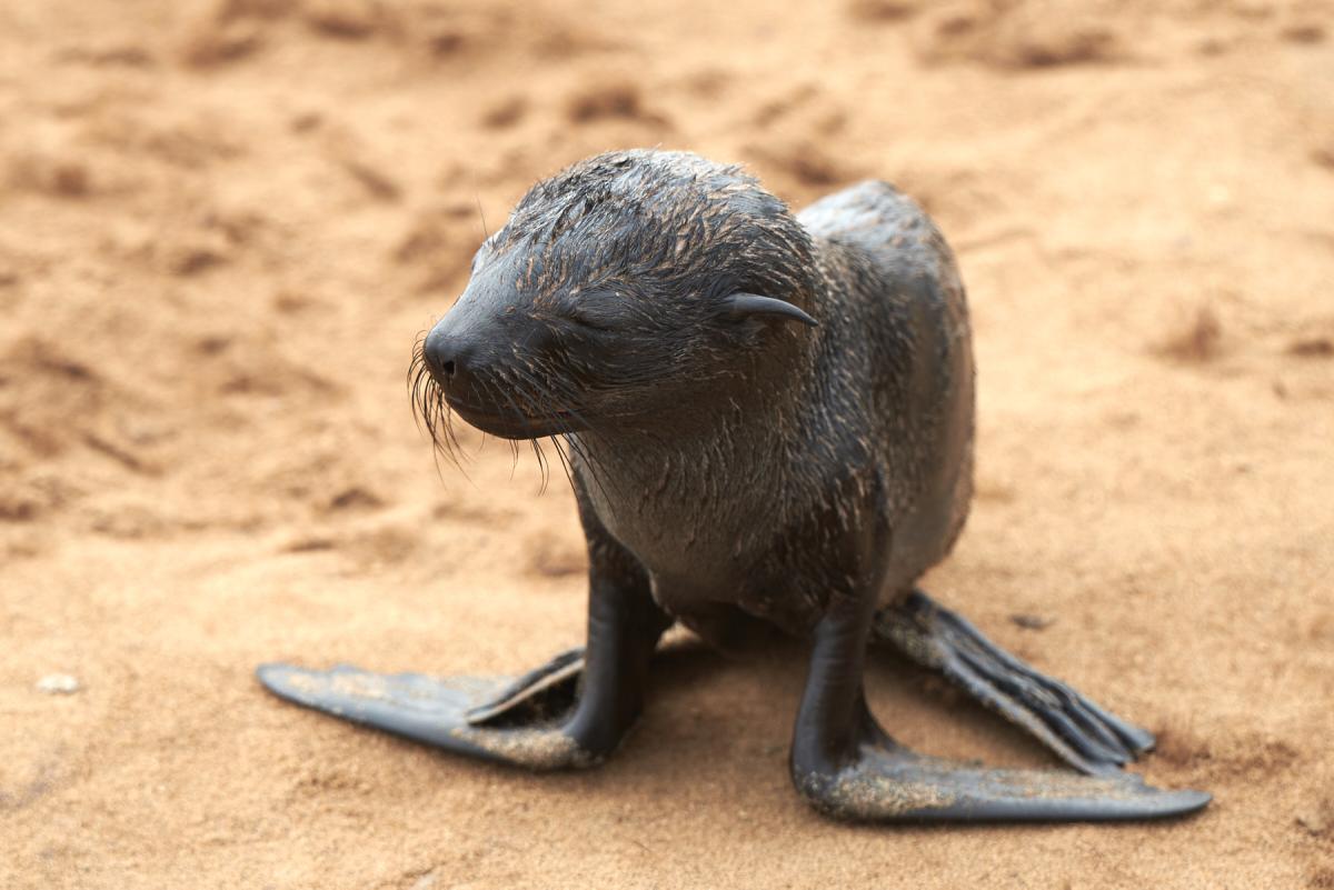 Sea lions