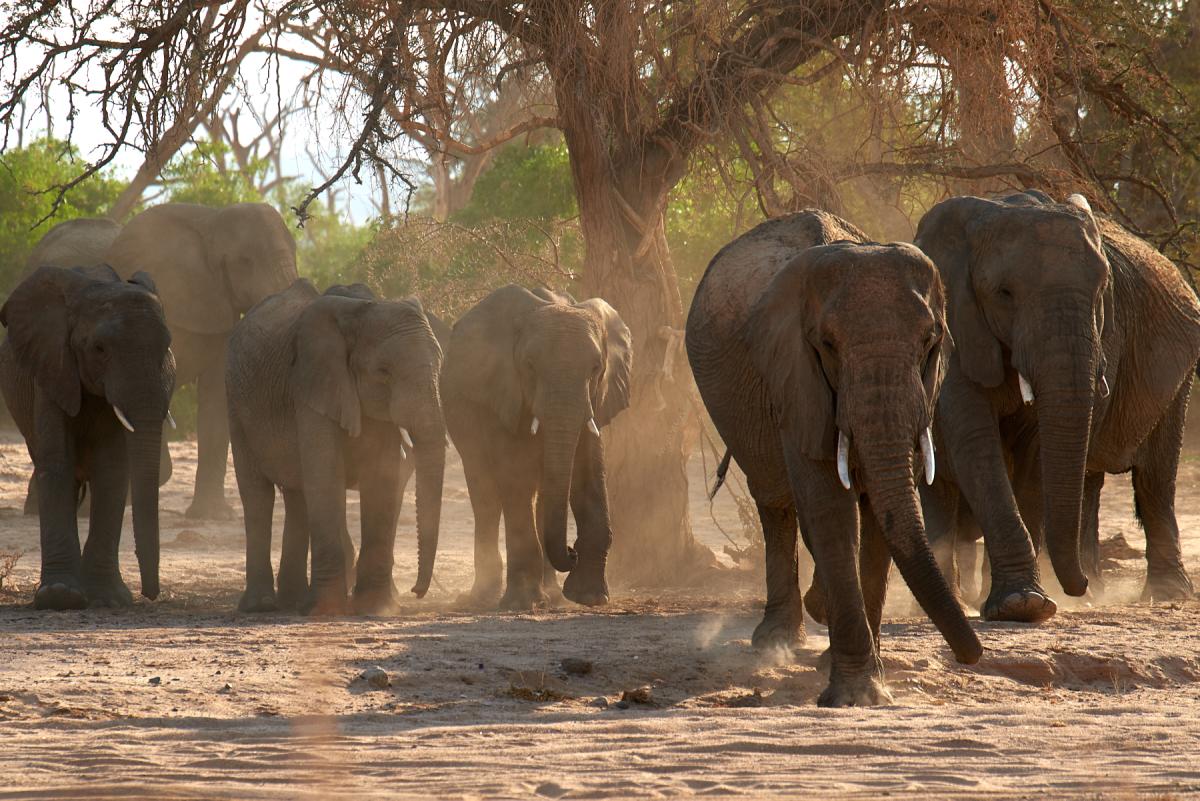 Desert elephants