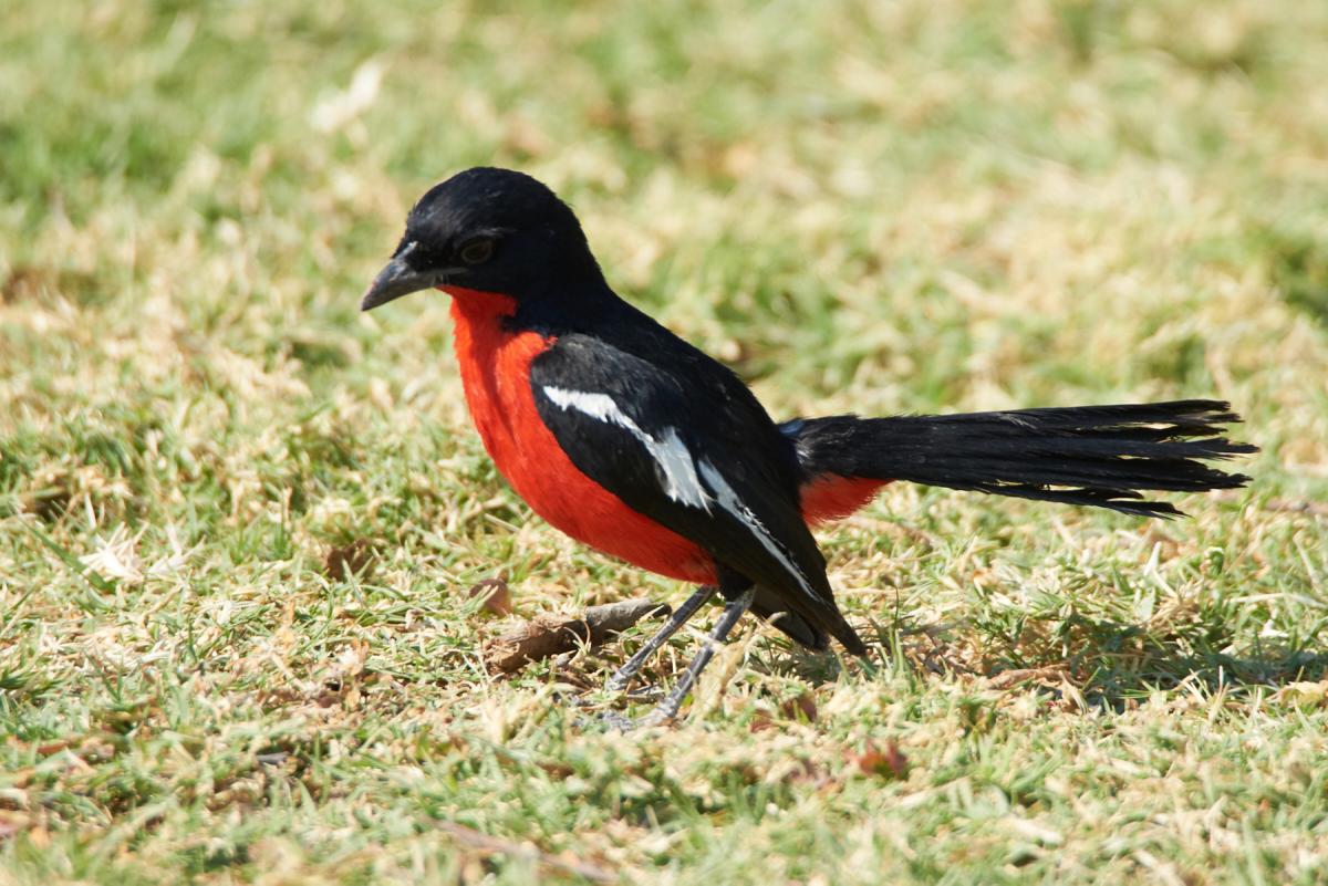 Crimson-breasted Shrike