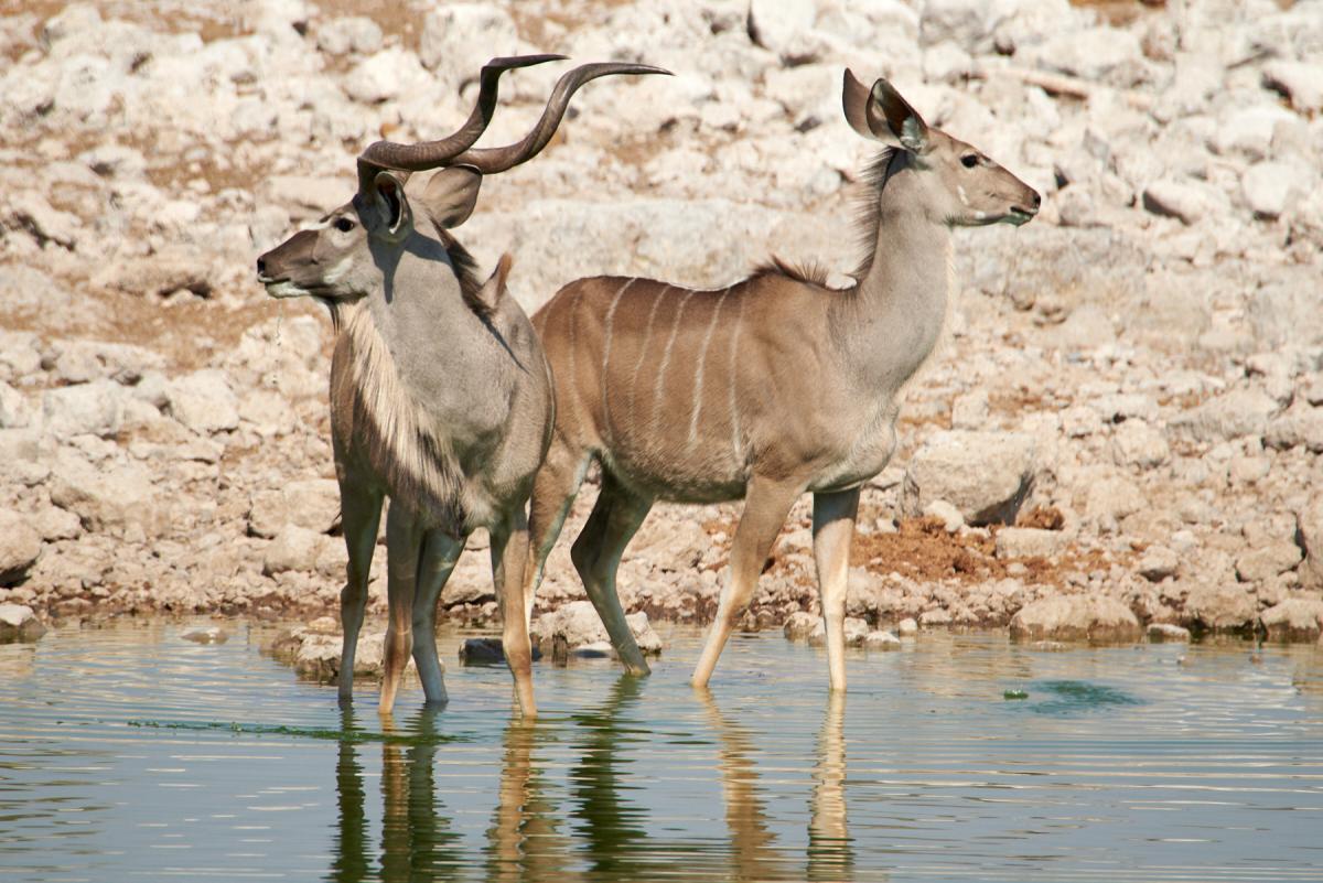 Geater Kudu