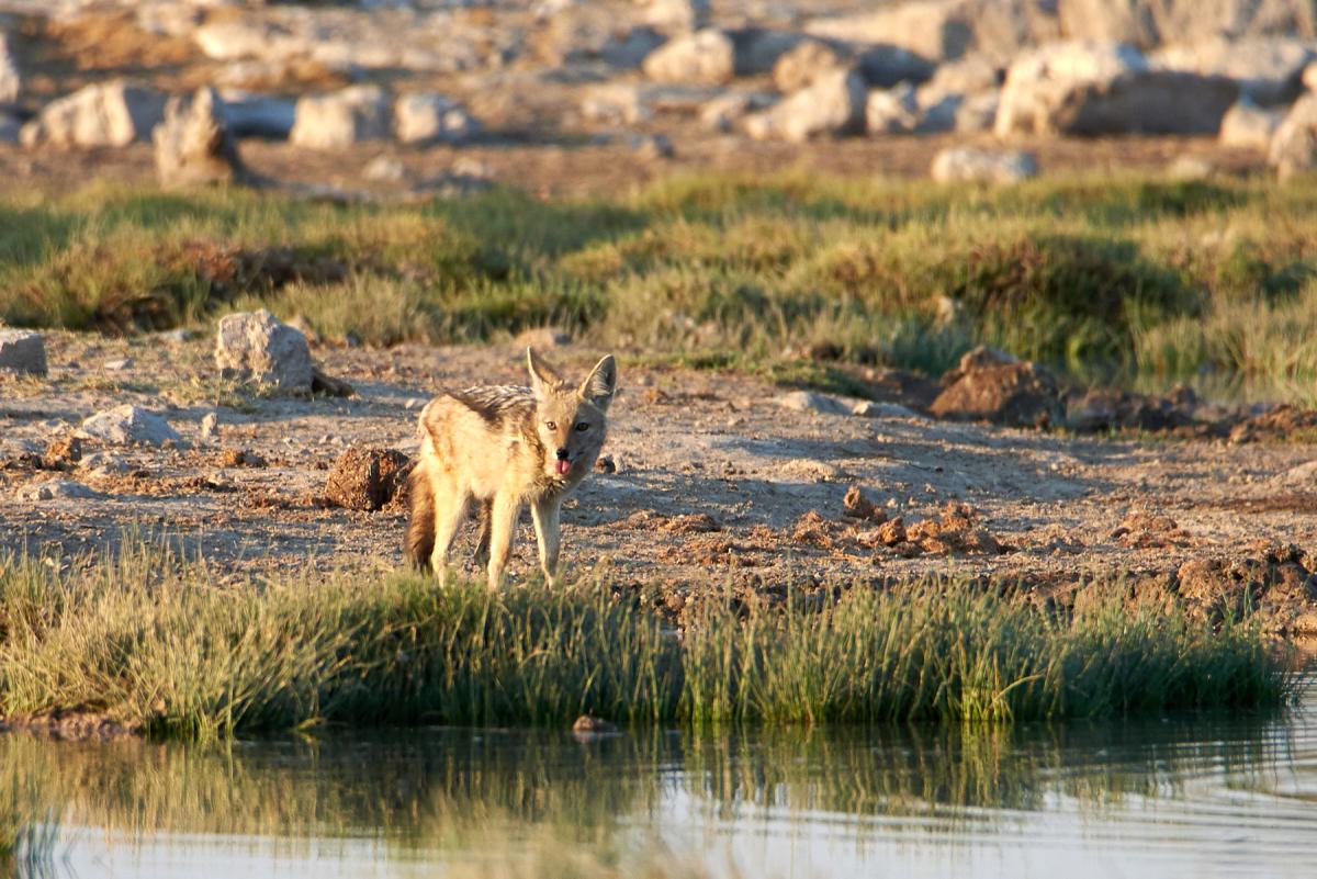 Black-backed jackal