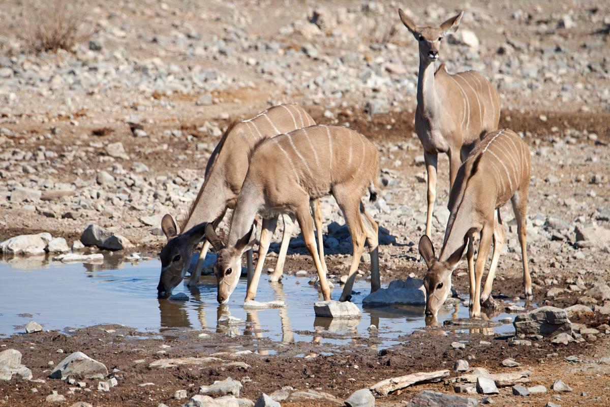 Geater Kudu