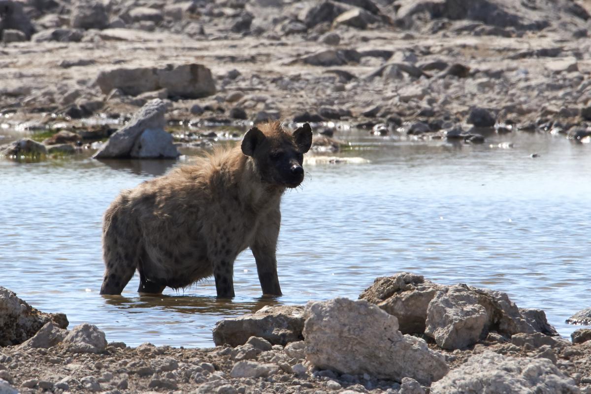 Spotted hyena