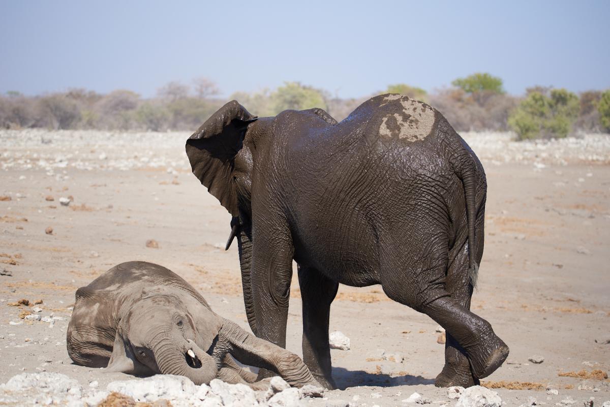 African elephant