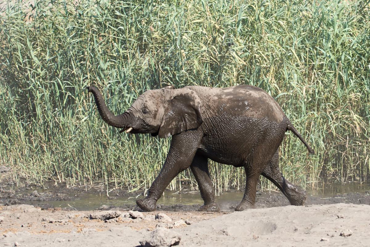 African elephant