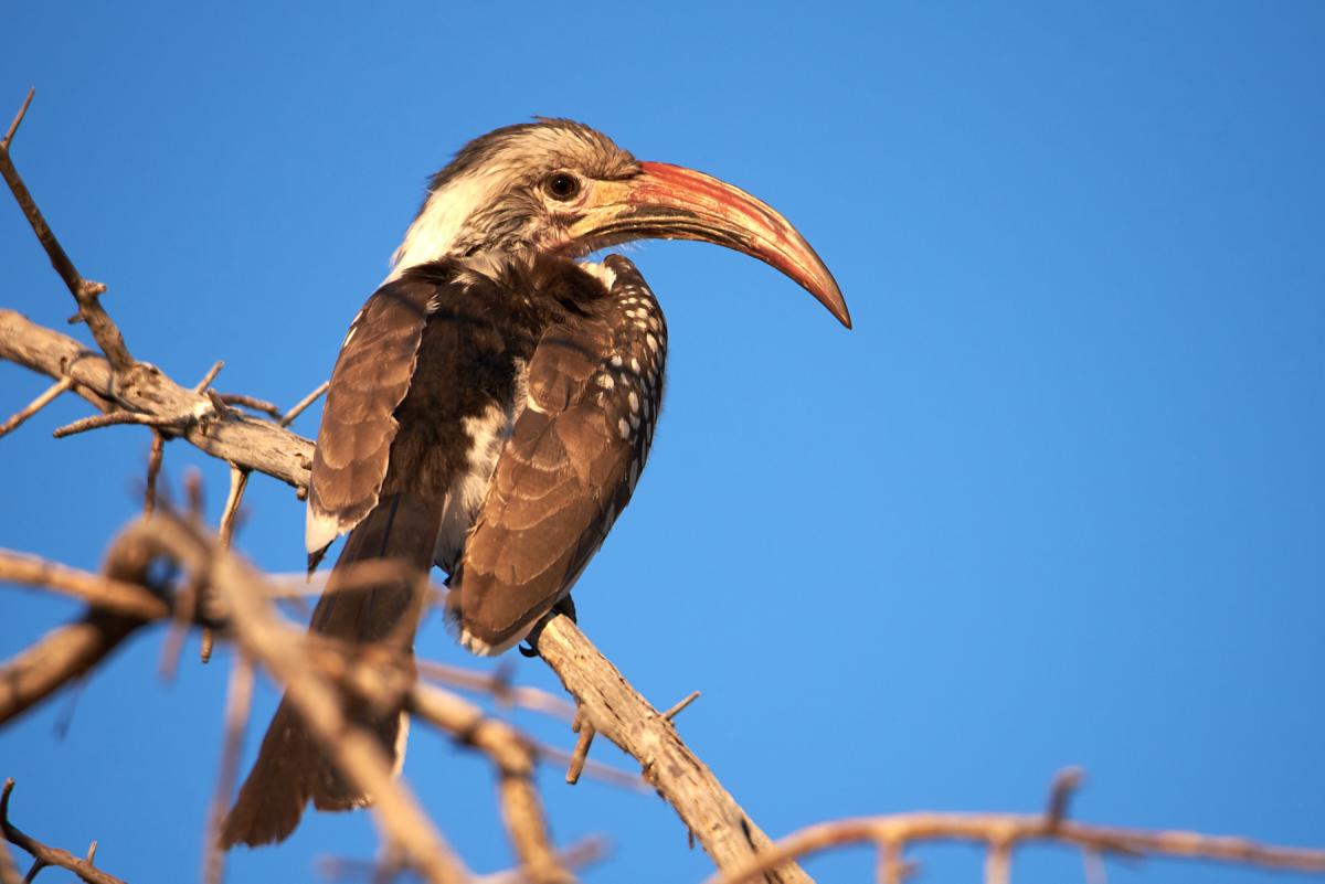 Monteiro's hornbill