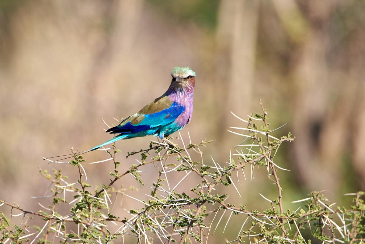 Lilacbreasted Roller