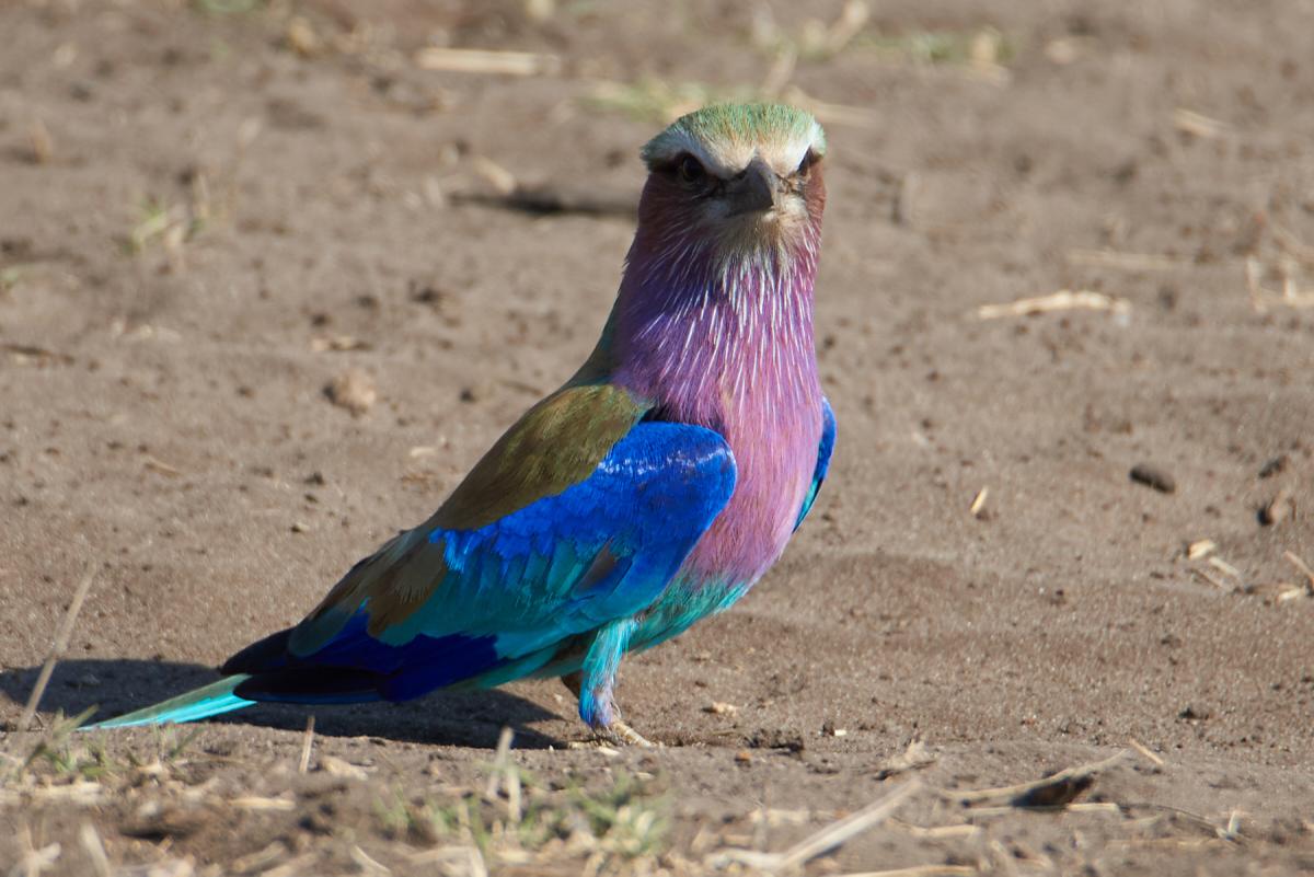 Lilacbreasted Roller