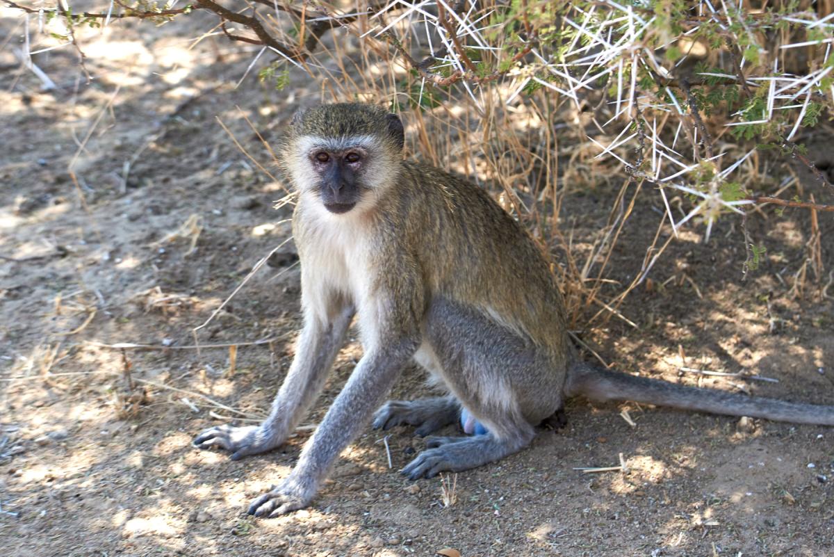 Vervet monkey