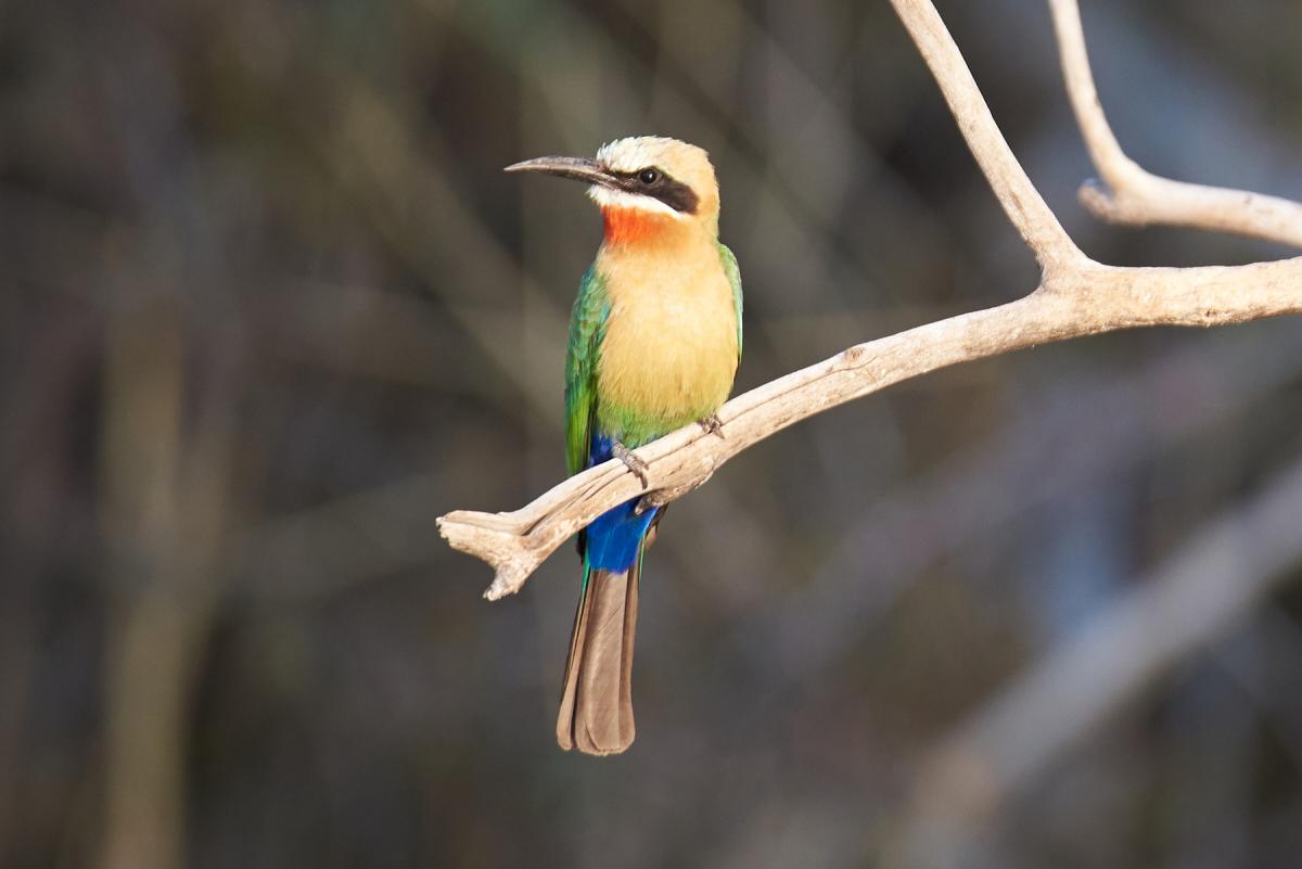 Bee-Eater