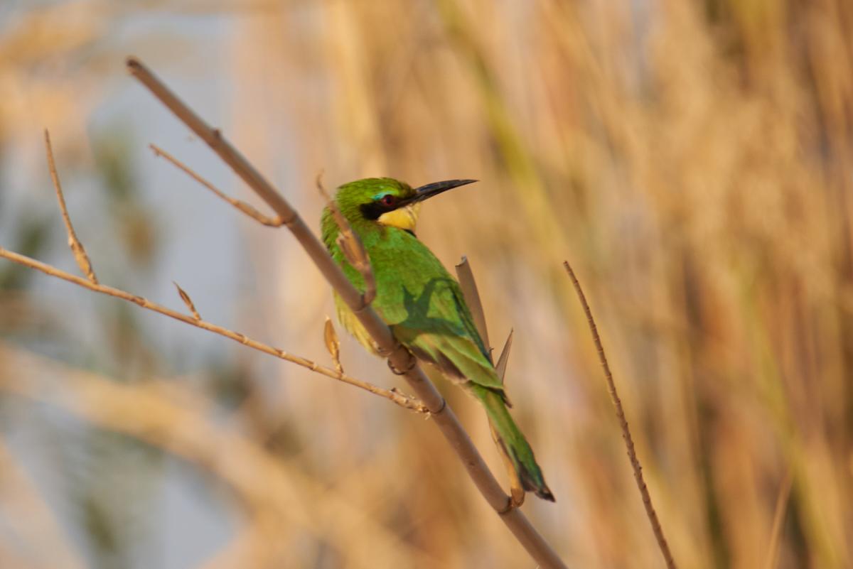 Swallow-tailed Bee-Eater