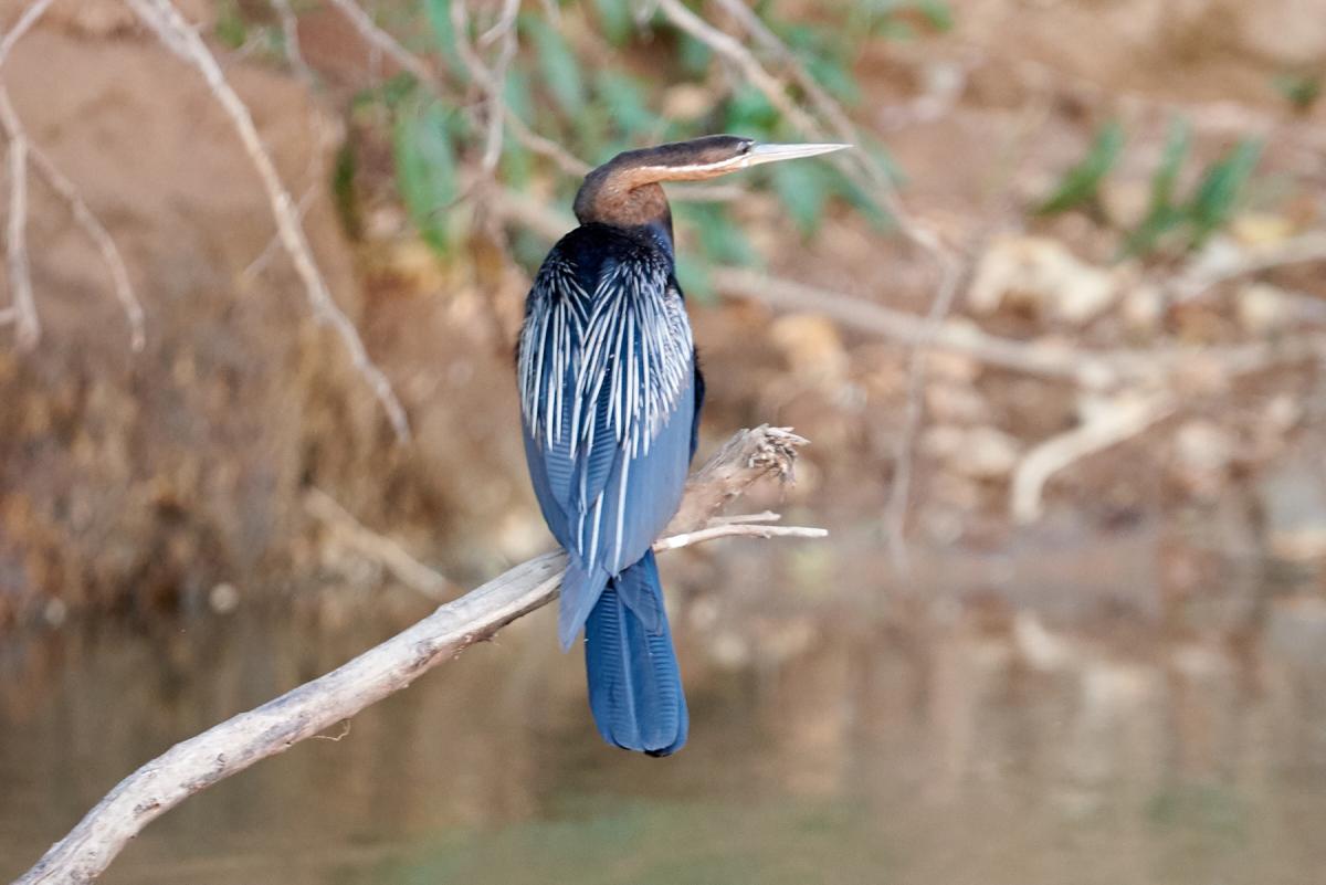 Cormorant