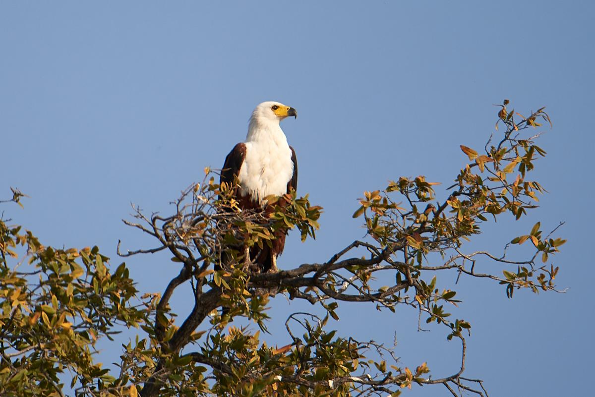 African fish eagle