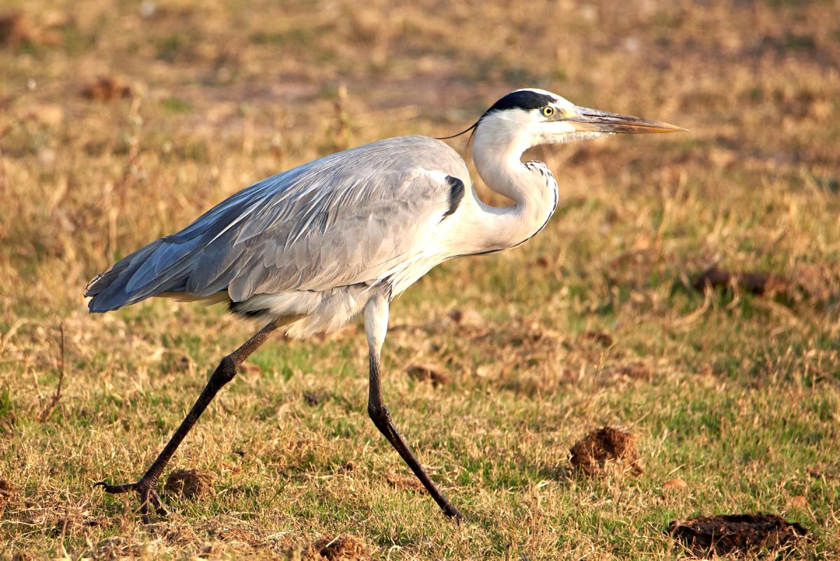 Grey heron