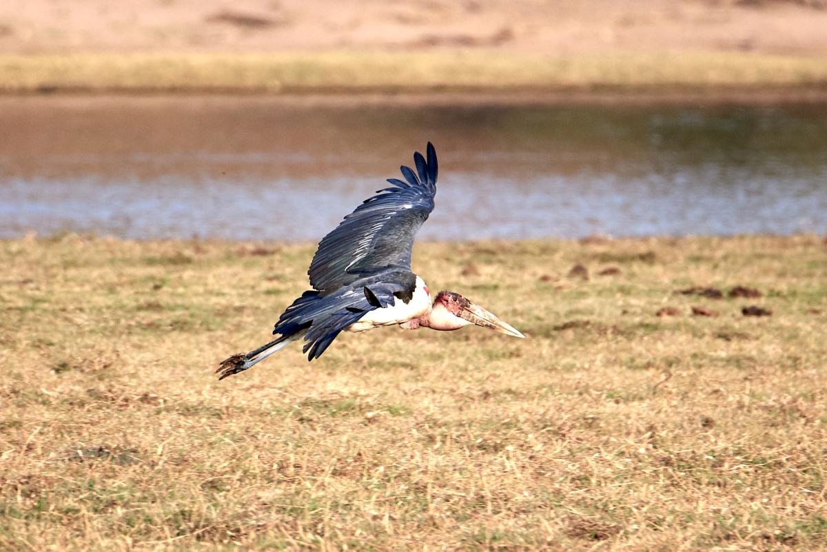 Marabu stork