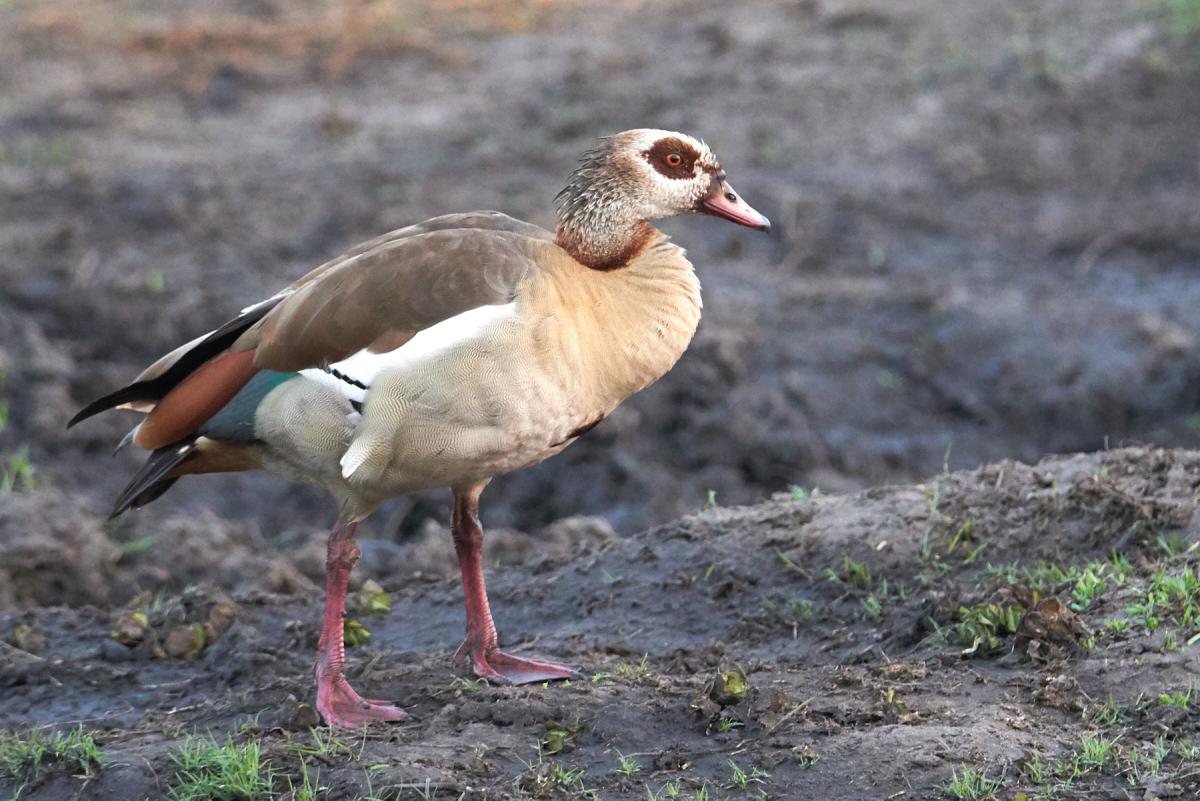 Egyptian goose