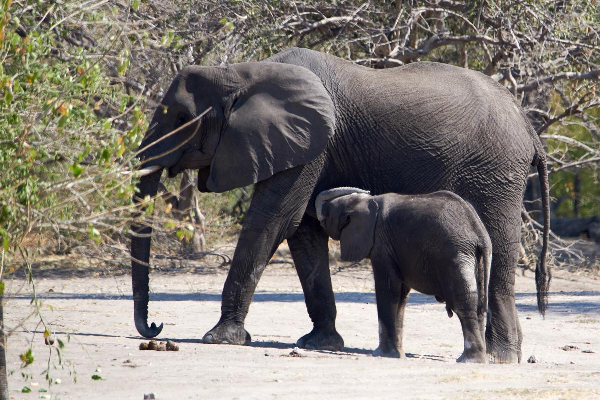 African elephant