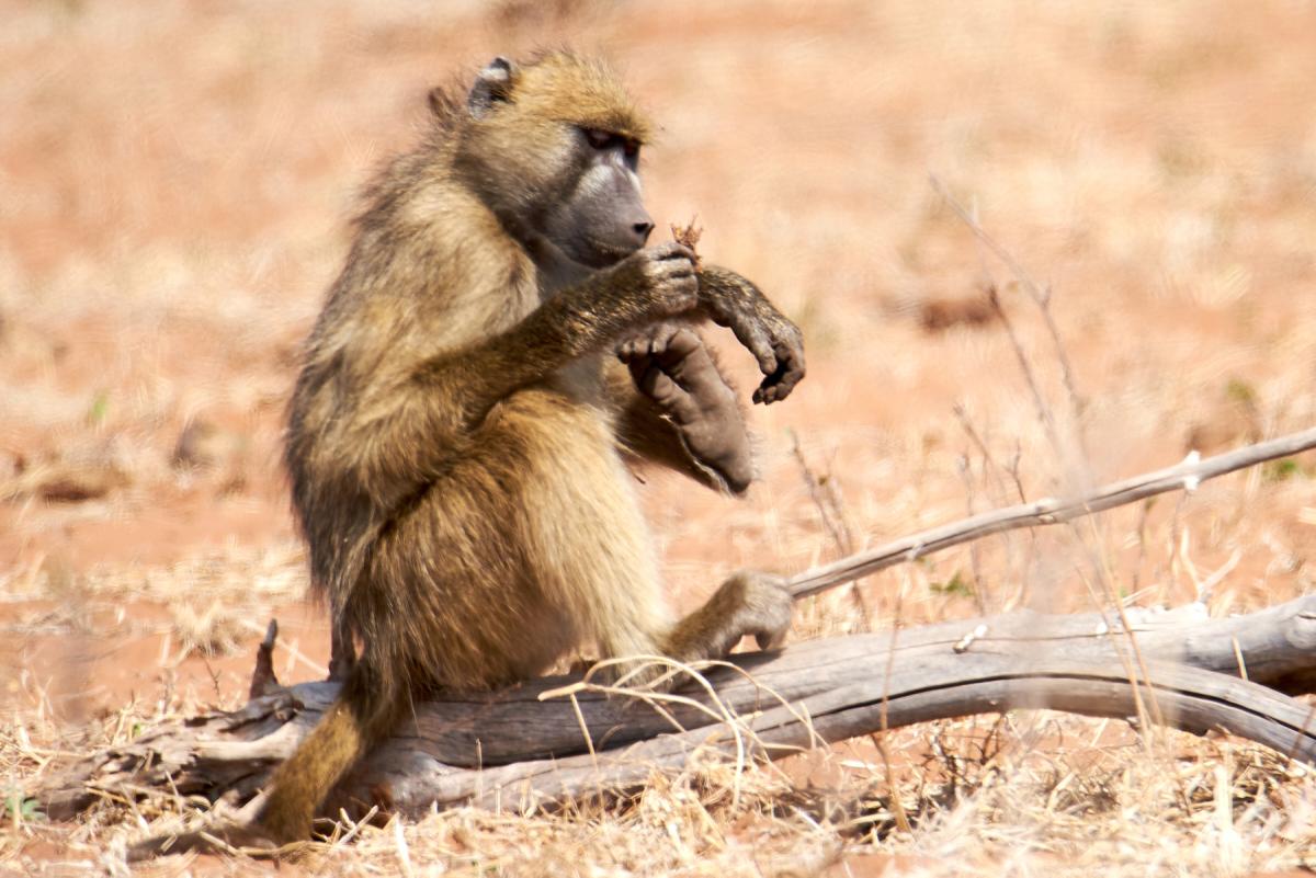 Chacma  Baboon