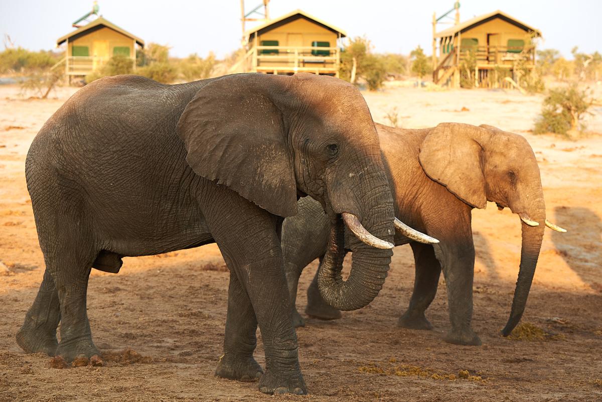 African elephant at Elephant Sands