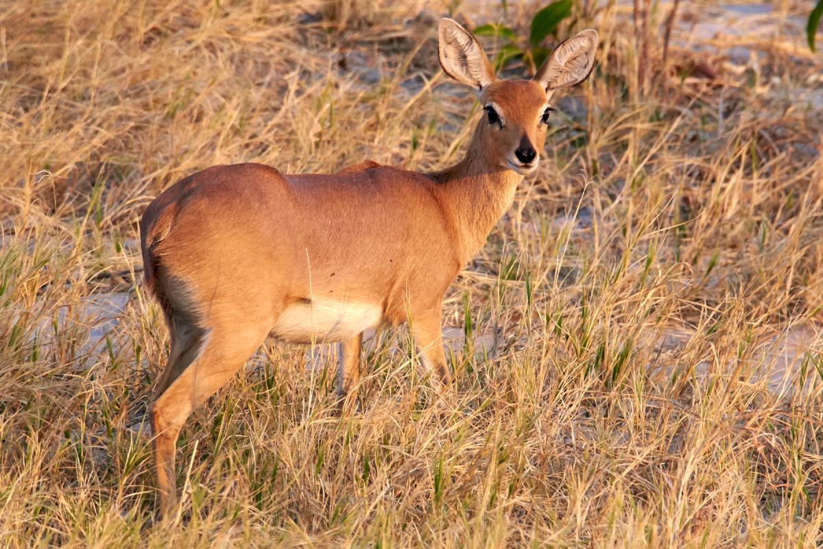 Steenbok