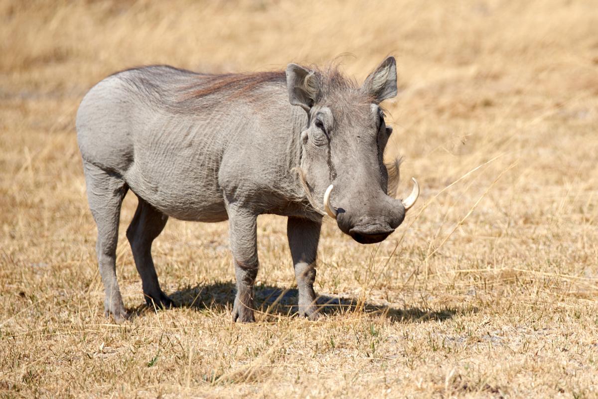 Southern  warthog