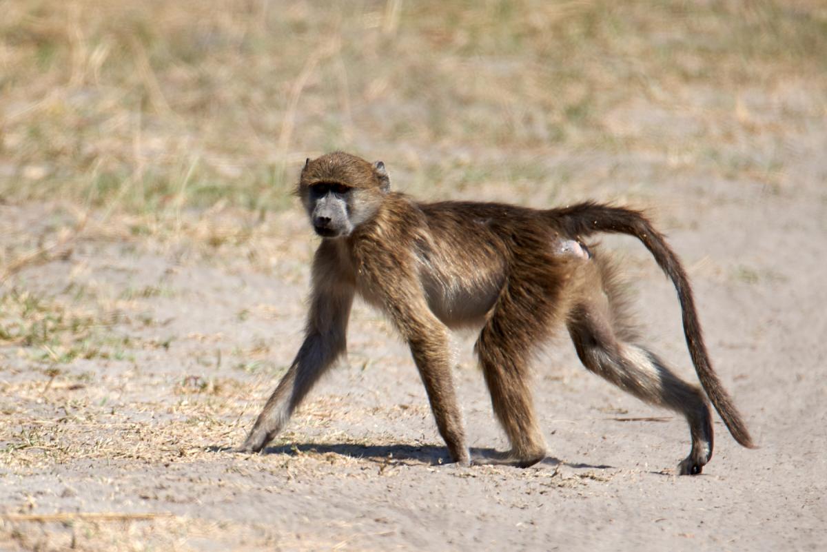 Chacma  Baboon