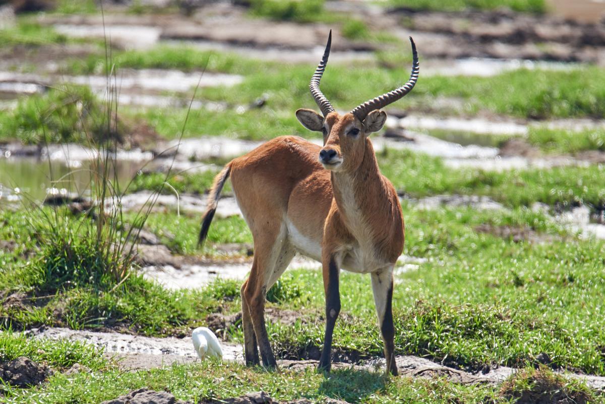 Red lechwe