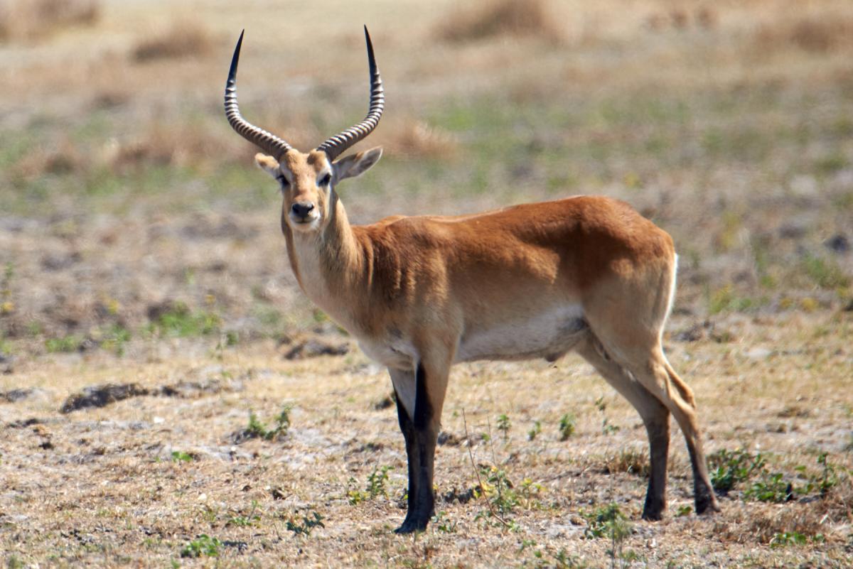 Red lechwe