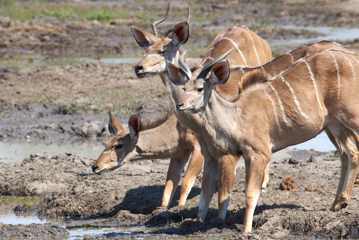 Greater kudu