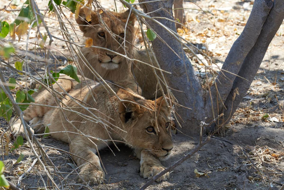 Lion cubs