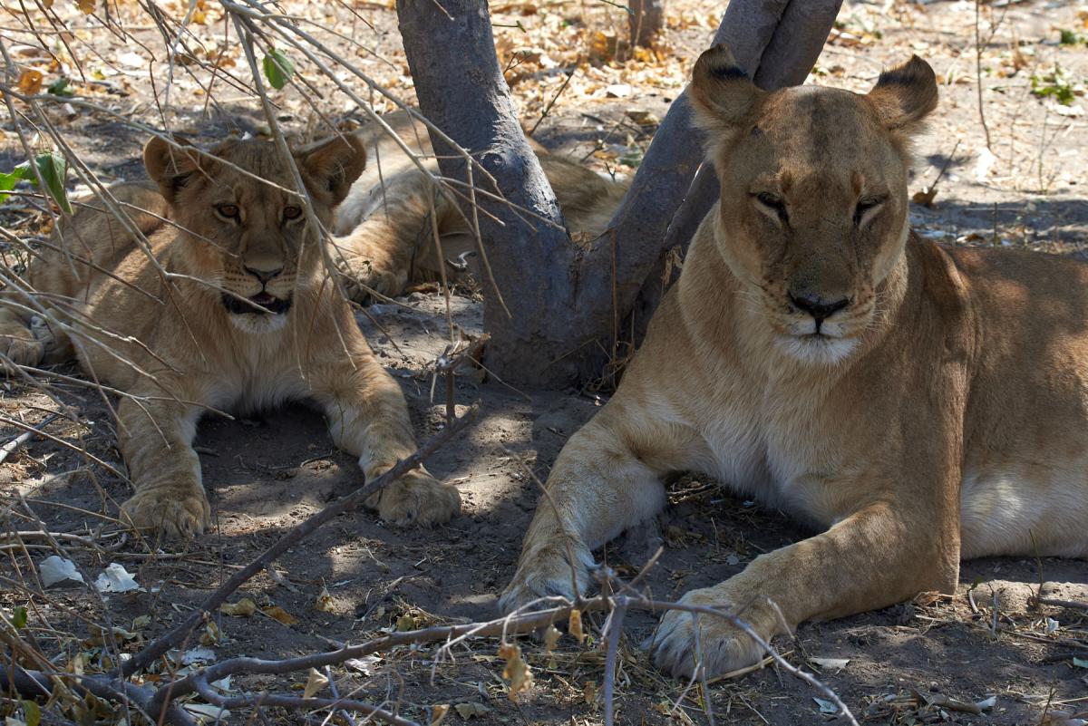 Lioness with cub