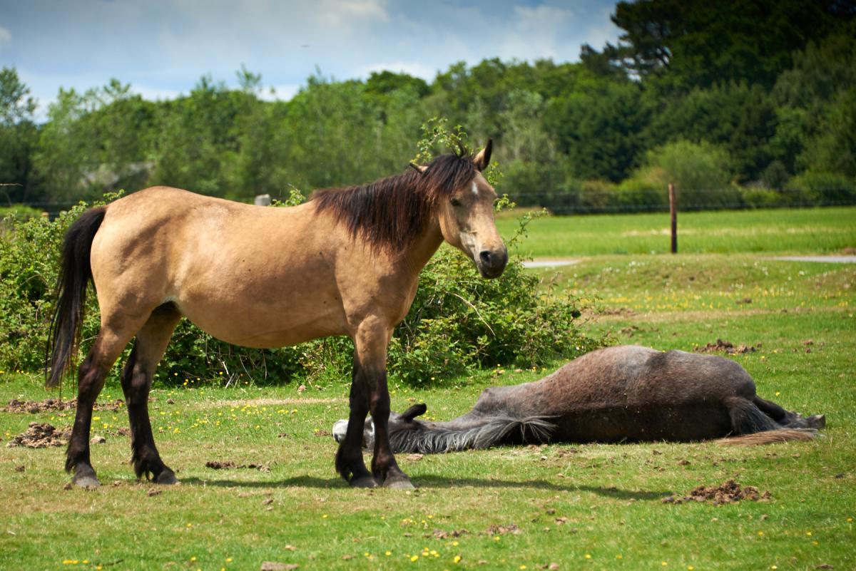 Wild horses