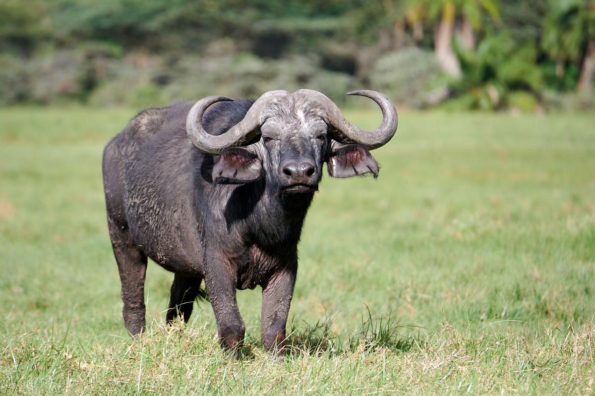 Buffalo