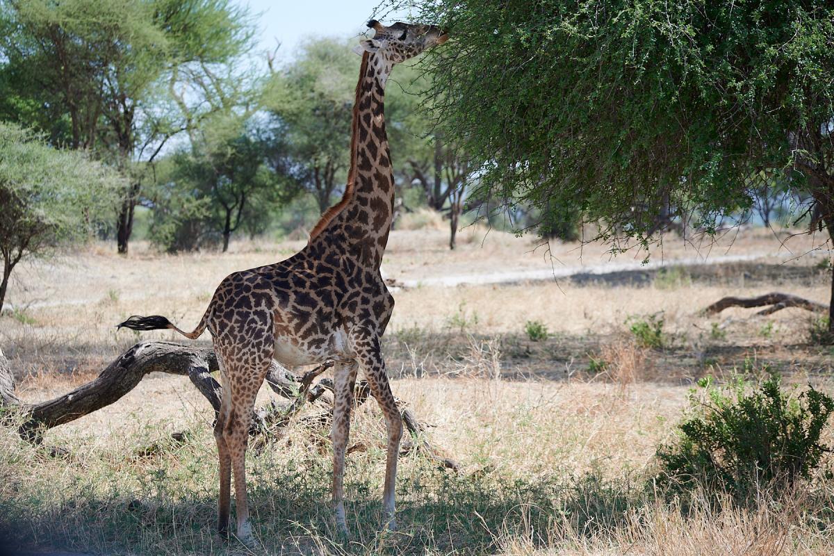 Eating giraffe