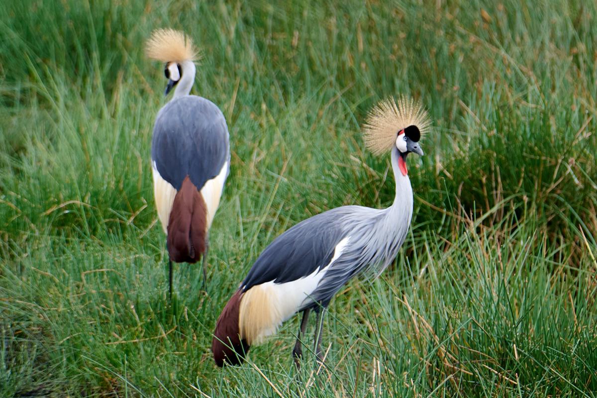 Grey Crowned Crane