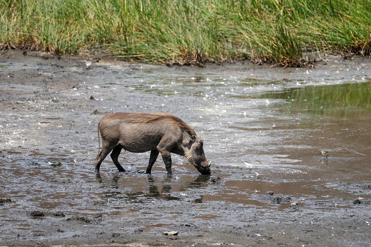 Warthog