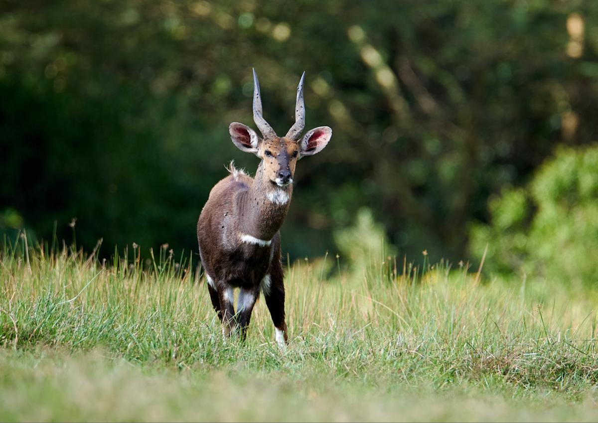 Bushbuck