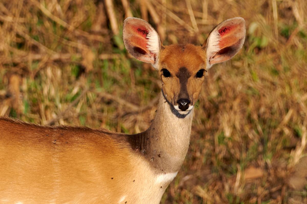 Bushbuck