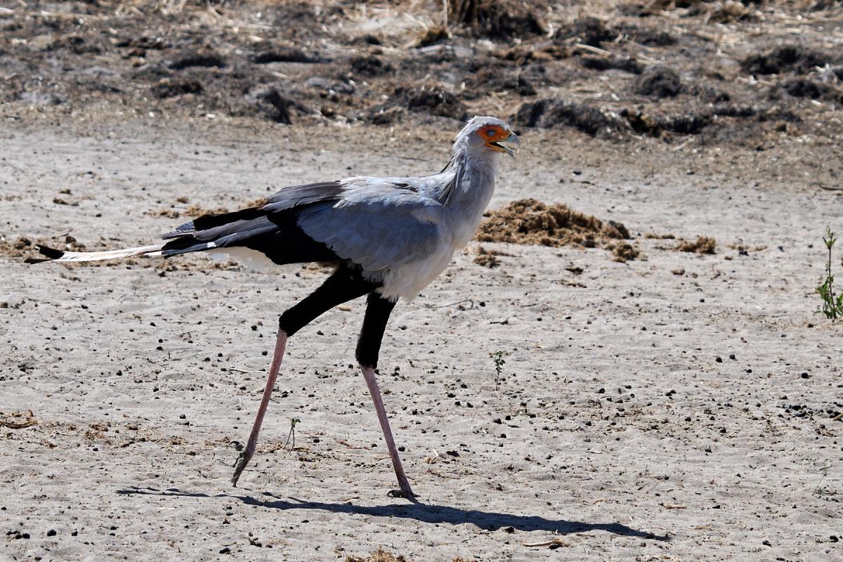 Secretary bird