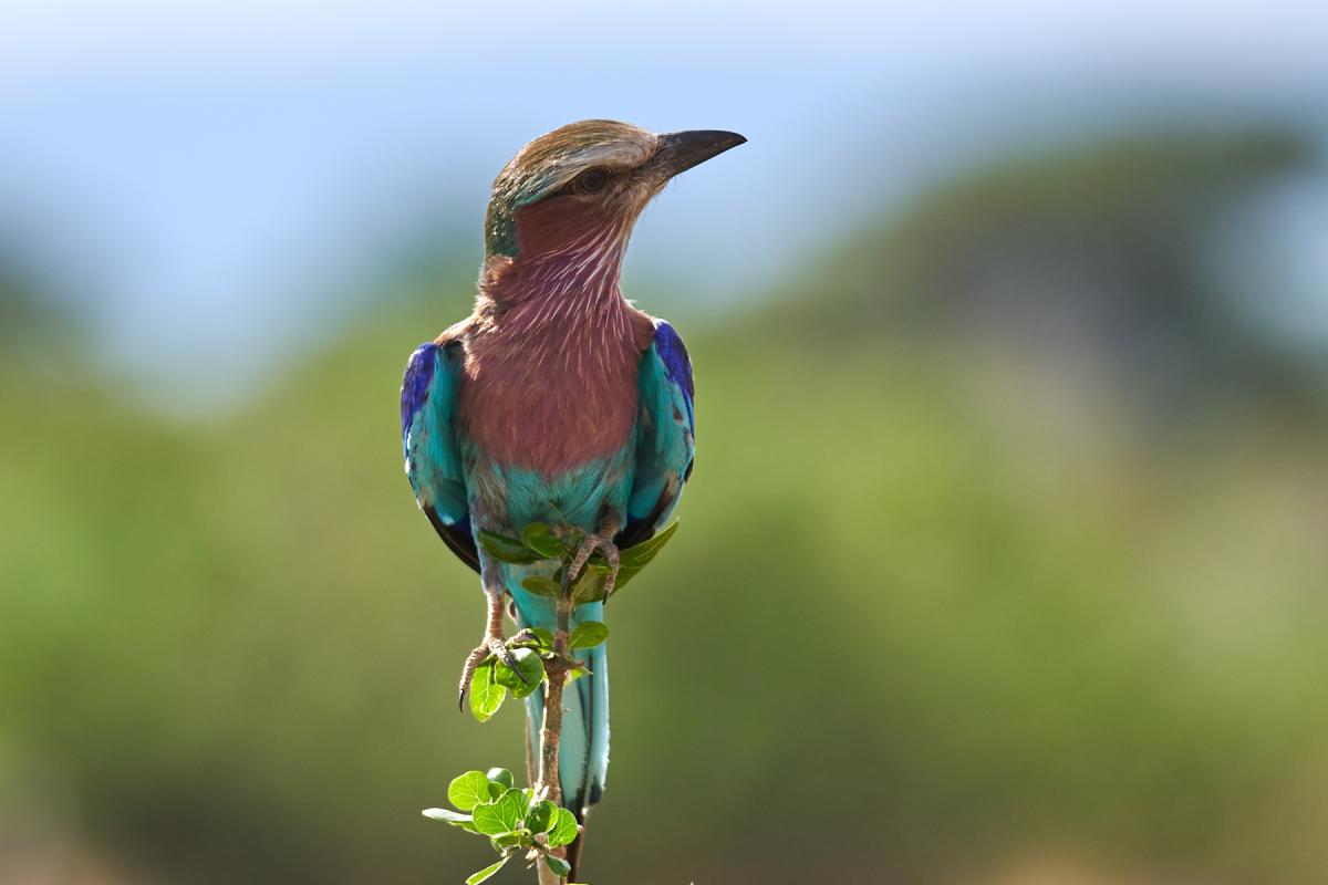 Lilac breasted roller