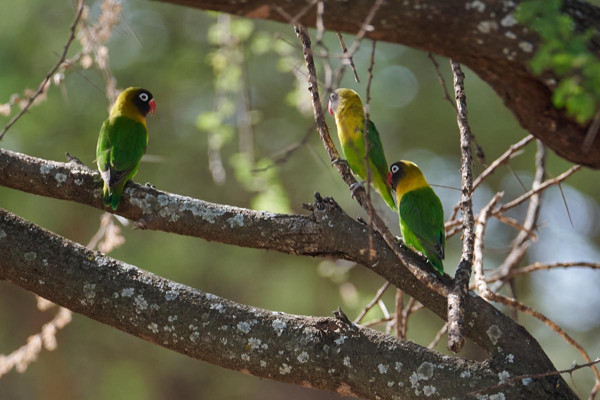 Yellow collared lovebird